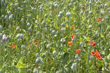 Beyaz gelincik Poppyheads ve çiçekler ile alan