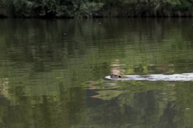 Onun doğal ortamda Coypu
