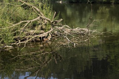 Onun doğal ortamda Coypu