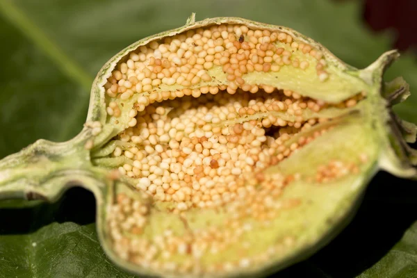 Detail of unripe seeds in white Poppyheads — Stock Photo, Image