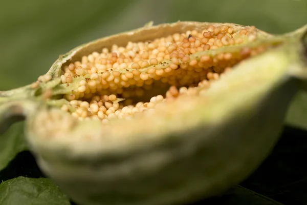 Detail of unripe seeds in white Poppyheads — Stock Photo, Image