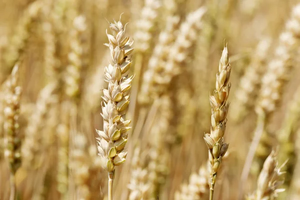 Detail of ripe wheat Spikes — Stock Photo, Image
