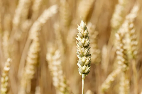 Detail of ripe wheat Spikes — Stock Photo, Image