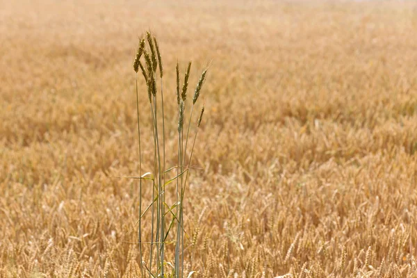 The Field of the ripe Wheat — Stock Photo, Image