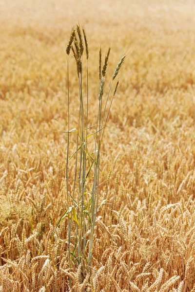 Il campo del grano maturo — Foto Stock