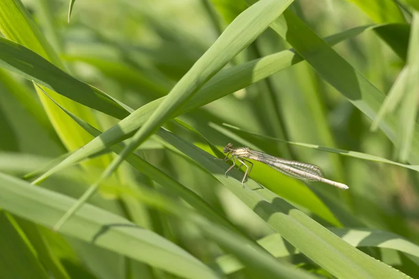 Dragonfly στη φύση — Φωτογραφία Αρχείου