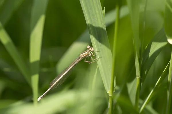 Dragonfly στη φύση — Φωτογραφία Αρχείου