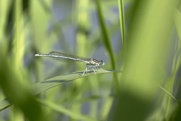 Dragonfly in the Nature — Stock Photo, Image