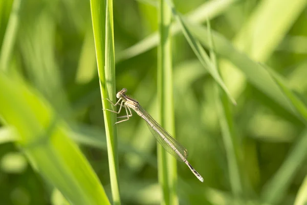 Vážka v přírodě — Stock fotografie