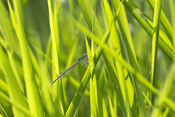 Dragonfly στη φύση — Φωτογραφία Αρχείου