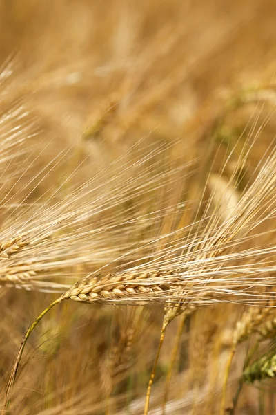 Detalj av moget korn spikar — Stockfoto