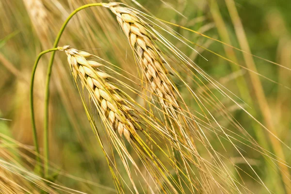 Detail of ripe Barley Spikes — Stock Photo, Image