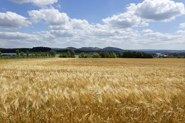 Summer Field of the ripe Barley — Stock Photo, Image