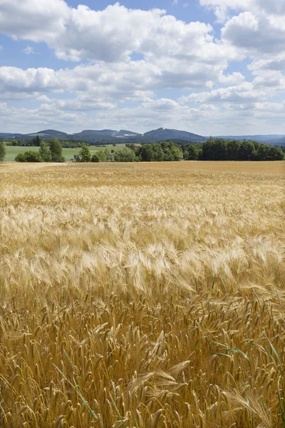 Summer Field of the ripe Barley — Stock Photo, Image