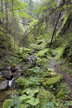 Slovakya Dağları'nın vahşi doğada Creek Tatras düşük