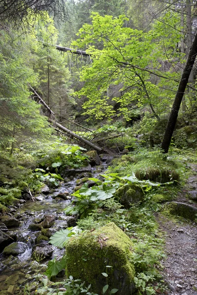 Creek i öknen i Slovakien bergen låg Tatras — Stockfoto