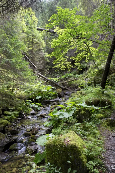 Creek i öknen i Slovakien bergen låg Tatras — Stockfoto