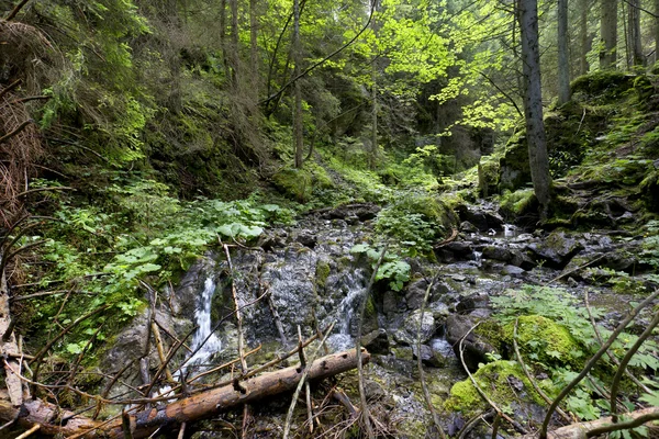 Creek w dzikie góry Słowacja Tatry Niskie — Zdjęcie stockowe