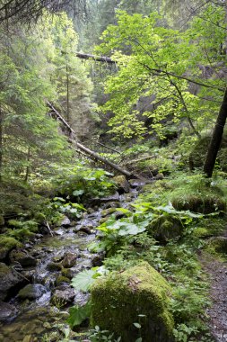 Slovakya Dağları'nın vahşi doğada Creek Tatras düşük