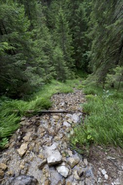 Slovakya Dağları'nın vahşi doğada Creek Tatras düşük