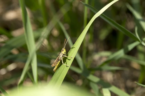 Detail kobylka v zelené přírodě — Stock fotografie