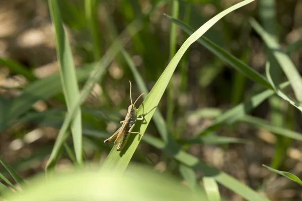 Detail kobylka v zelené přírodě — Stock fotografie