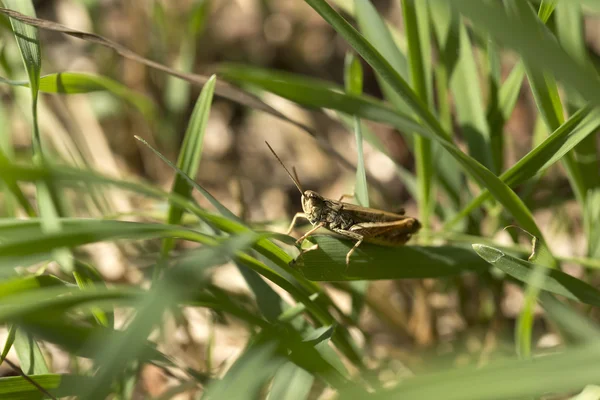 Yksityiskohta Grasshopper vihreässä luonnossa — kuvapankkivalokuva