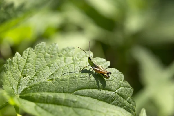 Yksityiskohta Grasshopper vihreässä luonnossa — kuvapankkivalokuva