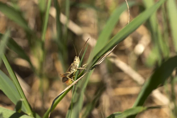 Detalle del saltamontes en la naturaleza verde —  Fotos de Stock