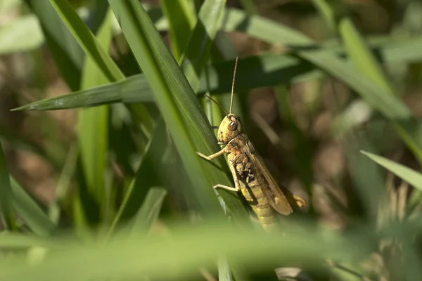 Detail of the Grasshopper in the green Nature — Stock Photo, Image