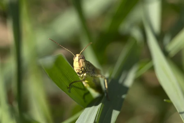 Detail van de sprinkhaan in de groene natuur — Stockfoto