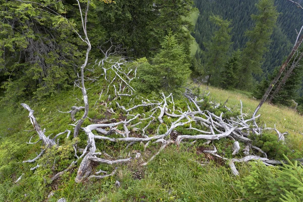 Nature sauvage en Slovaquie Montagnes Basse Tatras — Photo