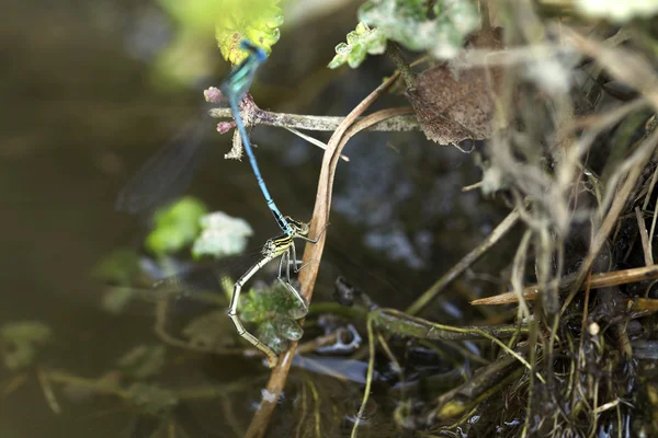 Vážky v lásce v přírodě — Stock fotografie