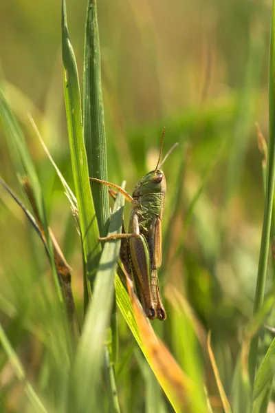 Yksityiskohta Grasshopper vihreässä luonnossa — kuvapankkivalokuva