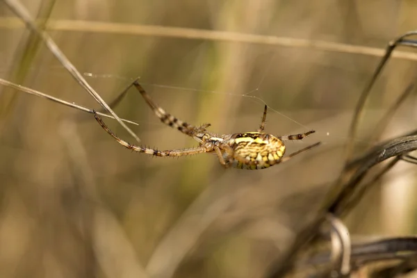 Detail der großen Spinne — Stockfoto