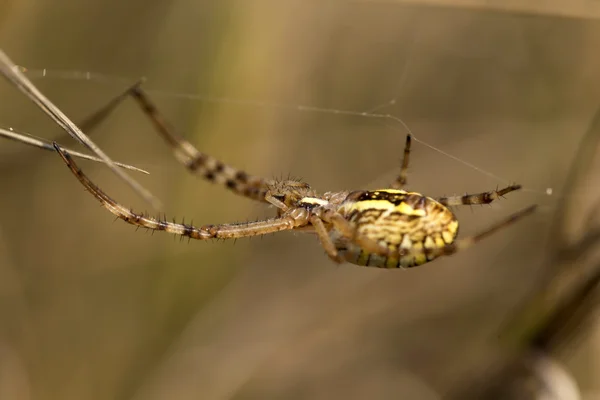 Detail velký pavouk — Stock fotografie