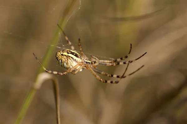 Detail der großen Spinne — Stockfoto