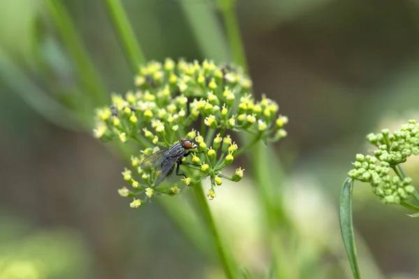 Η μύγα με μεγάλη λεπτομέρεια μέσα στο πράσινο — Φωτογραφία Αρχείου