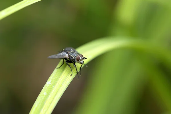 Die Fliege im großen Detail in der grünen Natur — Stockfoto