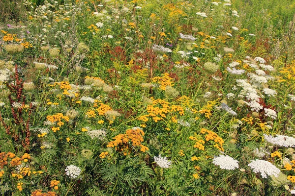 Wildflowers on the Meadow — Stock Photo, Image
