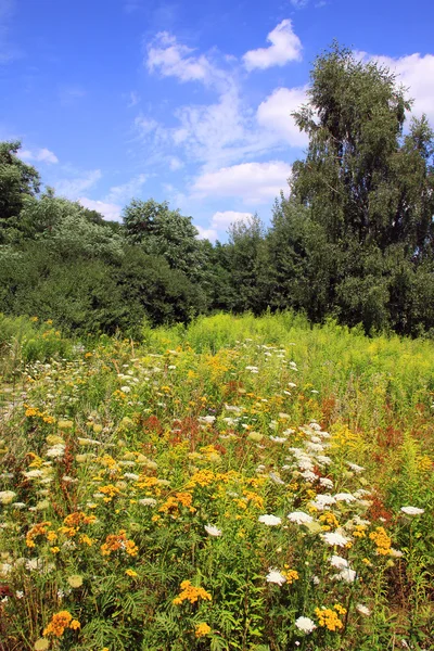 Wildflowers on the Meadow — Stock Photo, Image