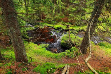 Creek güzel Wilderness, Güney çek dağlar Sumava