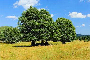 Güzel manzara yaz dağlar Sumava Güney Bohemya'da