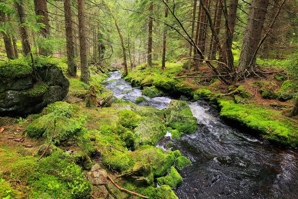 Ruisseau dans la belle nature sauvage, les montagnes Sumava dans le sud de la République tchèque — Photo