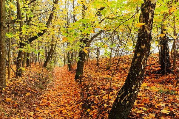 Барвистий осінній пейзаж у Чеського раю, Чеська Республіка — стокове фото