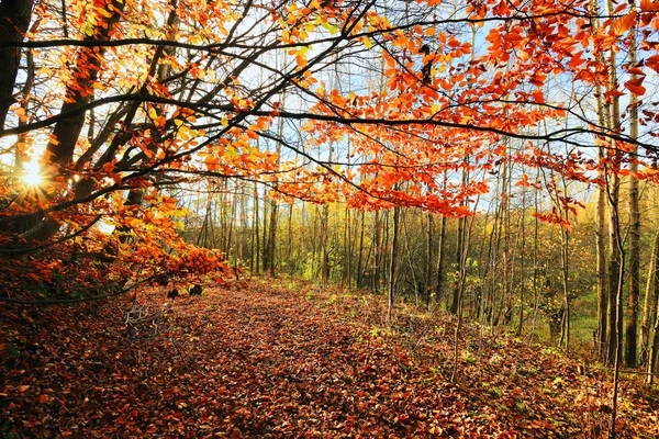 A floresta de outono colorido em Bohemian Paradise, República Checa — Fotografia de Stock
