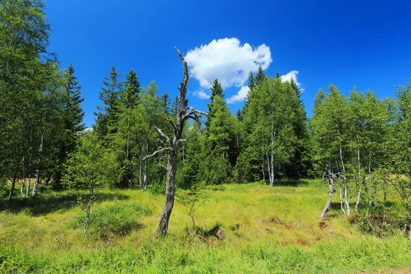 Güzel manzara yaz dağlar Sumava Güney Bohemya'da — Stok fotoğraf