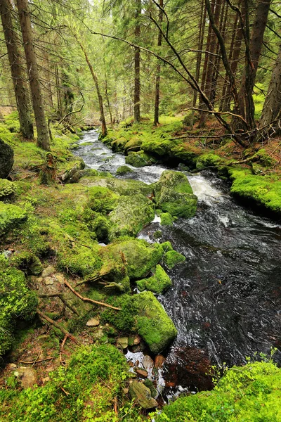Creek en la hermosa naturaleza de las montañas Sumava, sur de la República Checa —  Fotos de Stock