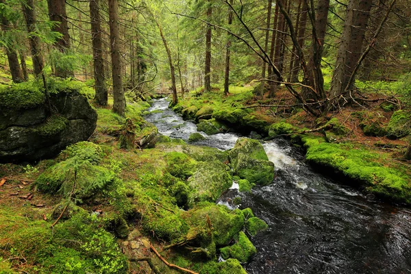 Ruisseau dans la belle nature sauvage des montagnes Sumava, sud de la République tchèque — Photo