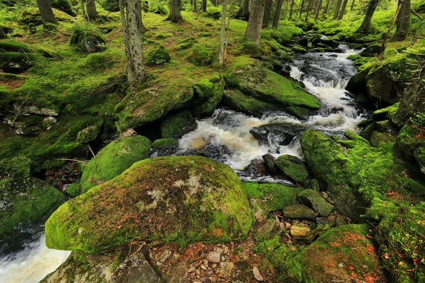 Creek nella bellissima natura selvaggia dalle montagne Sumava, sud della Repubblica Ceca — Foto Stock